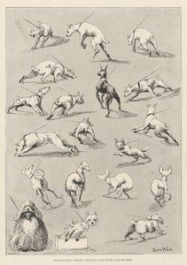Naturens fitful Moments, skitser på Kennel Club Dog Show